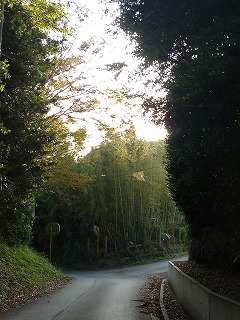 伝説のホテル 竹の林が現れてきました